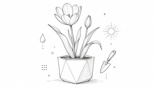 Tulipano in vaso: la guida pratica alla fioritura perfetta - Griseo Interior